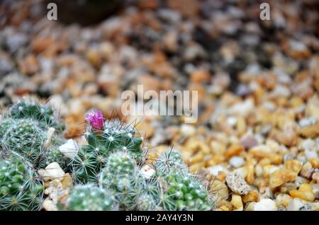 Cereus monstrose cactus Stock Photo