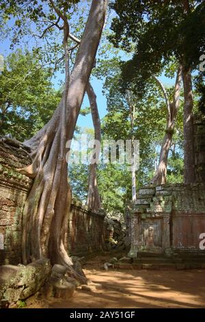 Gigantic tree growing over a wall on the inner courtyard of Ta Prohm temple ruins, located in Angkor Wat complex near Siem Reap, Cambodia. Stock Photo