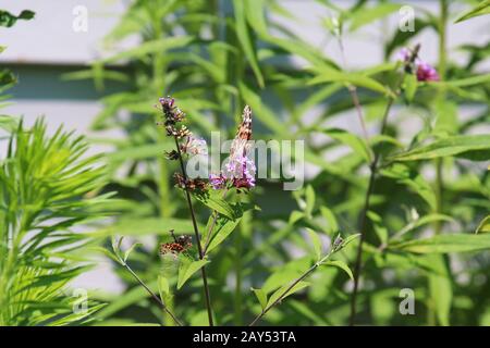 A forward facing Painted Lady Butterfly with wings closed sipping nectar from purple flowers of a Swamp Milkweed plant in the summer in Wisconsin, USA Stock Photo
