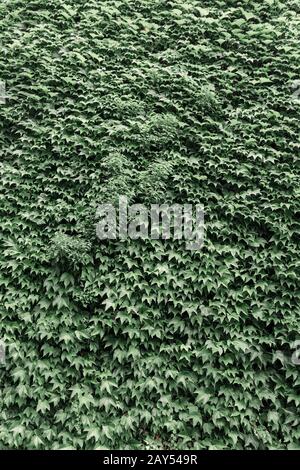 Ivy on a wall, vertical shot as background Stock Photo