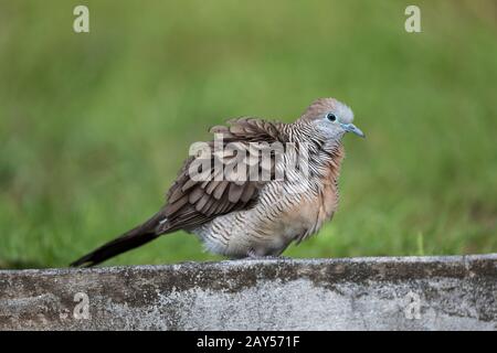 Barred Ground Dove; Geopelia striata; Seychelles Stock Photo