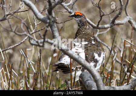 Rock Ptarmigan male sitting on the branch of a willow in the tundra summer day Stock Photo