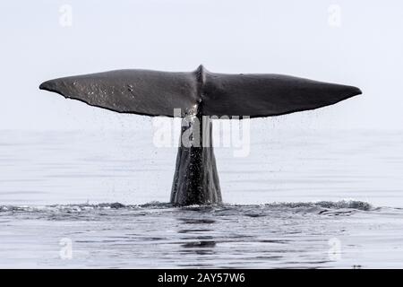 tail of the sperm whale that dives into the waters of the Pacific Ocean Stock Photo