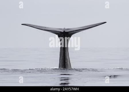 tail of the sperm whale that dives into the waters of the Pacific Ocean Stock Photo