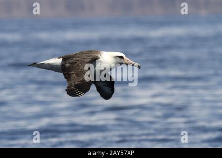 Laysan albatross that flies over the waters Stock Photo