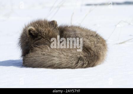 Commander's blue arctic fox that sleeps curled up in the snow Stock Photo