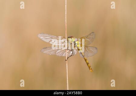 Common Darter Dragonfly; Sympetrum striolatum; Immature; UK Stock Photo
