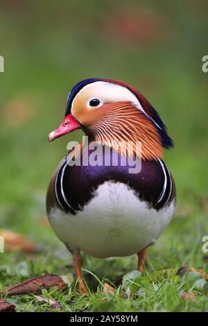 Single male Mandarin Duck - latin Aix galericulata - bird natively ...