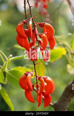 Coral tree (Erythrina falcata) Stock Photo