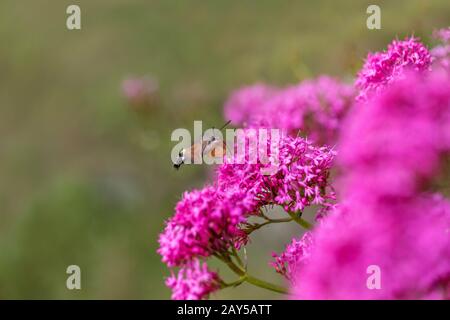 Hummingbird Hawkmoth; Macroglossum stellatarum; Hovering at Red Valerian; UK Stock Photo