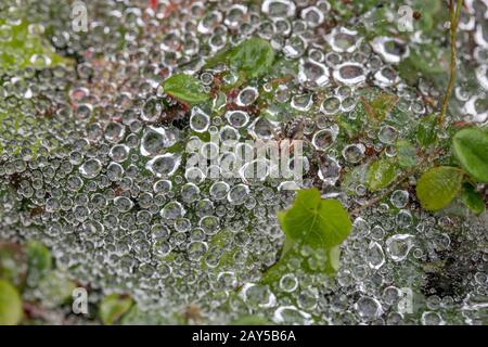 Labyrinth Spider; Agelena labyrinthica; On Web in Dew; UK Stock Photo