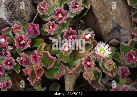 Kristall-Mittagsblume (Mesembryanthemum crystallinum) Stock Photo