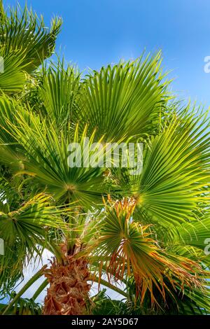Close-up green nice palm trees on the blue cloudy sunny sky background close-up Stock Photo