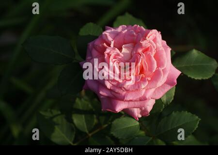 Ashley's beautiful pink rose. One flower, in a garden in natural conditions among greenery, under the open sky. Stock Photo