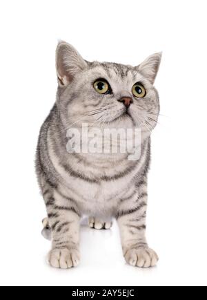 British Shorthair in front of white background Stock Photo