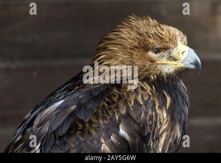 Eastern imperial eagle, asian imperial eagle,  imperial eagle Stock Photo