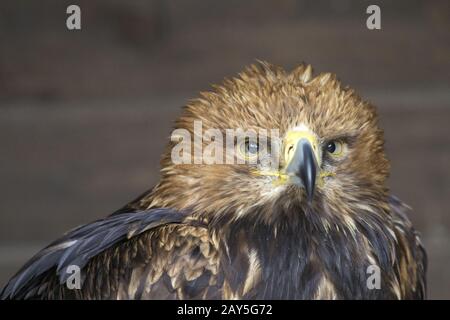 Eastern imperial eagle, asian imperial eagle,  imperial eagle Stock Photo
