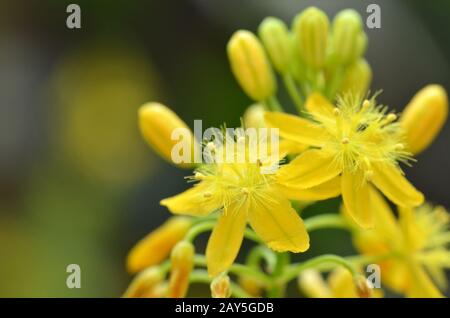 S. African plant Bulbine Stock Photo