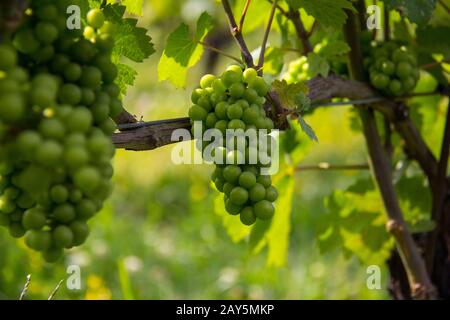 grapes in the sunlight Stock Photo