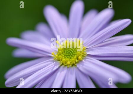 Lovely purple flower closeup Stock Photo