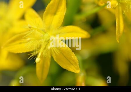 Sout African plant Bulbine natalensis Stock Photo