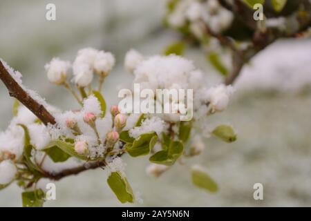 flowering pear tree covered with snow - close up Stock Photo