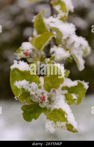 blossoming apple tree covered with snow - close-up Stock Photo