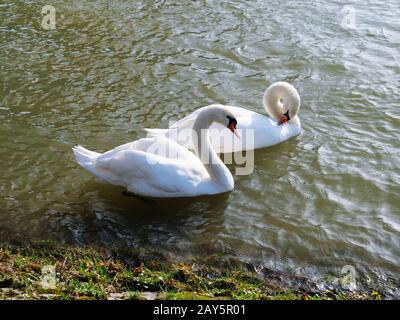 two swans swimming in sunshine on a river in harmony aside each other Stock Photo