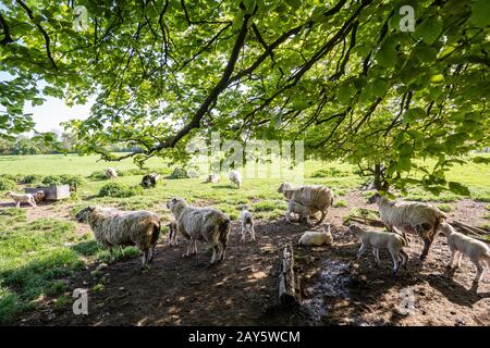 Sheep, ewes and lambs in a field  Photo: © 2018 David Levenson Stock Photo