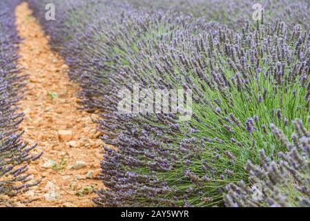Close view of straight lines of violet lavender bushes Stock Photo