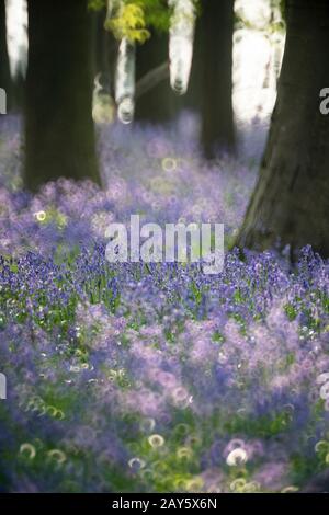 Bluebell woods in Ashridge Forest, Hertfordshire, England Photo: © 2020 David Levenson Stock Photo