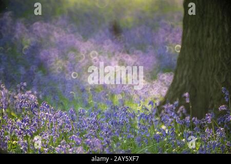 Bluebell woods in Ashridge Forest, Hertfordshire, England Photo: © 2020 David Levenson Stock Photo