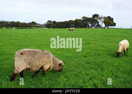 Sheep grazing on green grass field Stock Photo