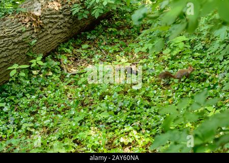 cute little squirrel sits on the green forest floor Stock Photo