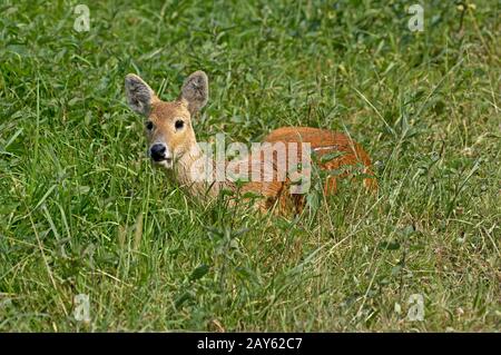 Chinese Water Deer, hydropotes inermis, Adult laying on Grass Stock Photo