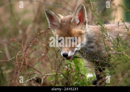 Red Fox, vulpes vulpes, Pup emerging from Vegetation, Normandy Stock Photo