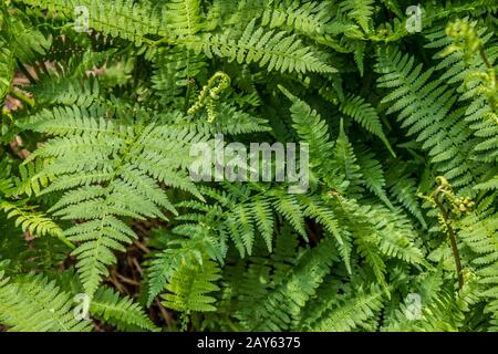 A large group of green leaf ferns growing in the forest clustered together with new shoots sprouting up in early springtime Stock Photo