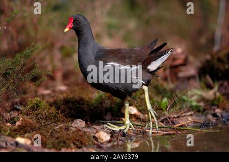 Common Moorhen or European Moorhen, gallinula chloropus, Adult standing on Pond, Normandy Stock Photo