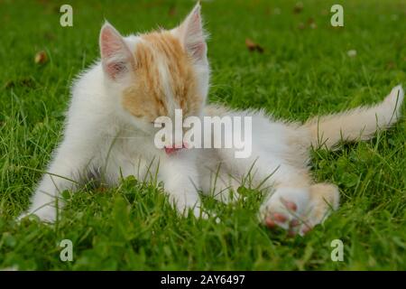 young little cat lies in the meadow and licks himself clean Stock Photo