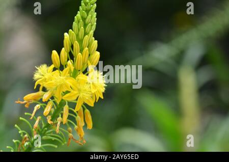 South African plant Bulbine natalensis Stock Photo