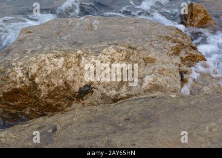 Crustaceans crawling on stones on the seashore Stock Photo