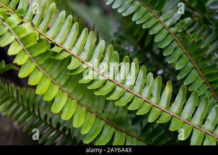 Northern maidenhair fern (Adiantum pedatum) Stock Photo