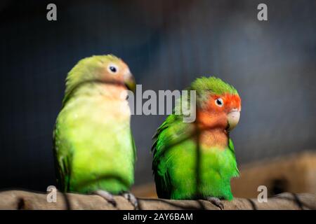 Pair of Lilians Lovebirds (Agapornis) parrots on tree branch Stock Photo
