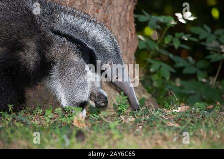 Giant Anteater, myrmecophaga tridactyla, Young Female Stock Photo