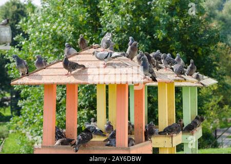 The roof of a wooden pigeon with pigeons sitting on it Stock Photo