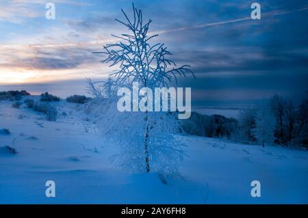 Bushes and small trees covered in frost, snowy meadow, winter landscape, sunny day Stock Photo