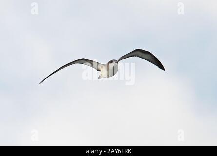 Barau's Petrel (Pterodroma baraui) adult in flight  Reunion, Indian Ocean       December Stock Photo