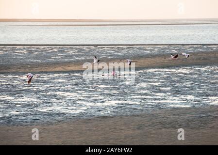 Flamingoes are captured during the flight along Namibian coast Stock Photo