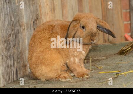 brown rabbit with floppy ears in the stable of a farm Stock Photo