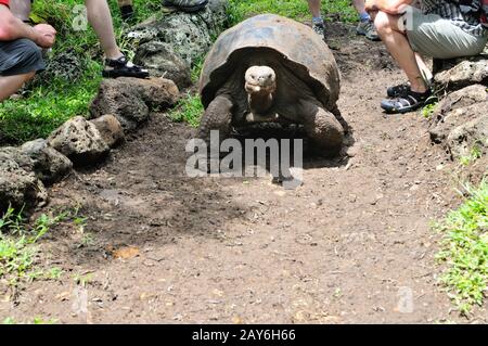 Old giant tortoise in the breeding station on the island of Floreana Galapagos Islands Ecuador Stock Photo